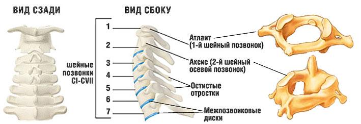 Почему все болезни от позвоночника thumbnail